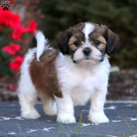 While they do well indoors, fresh air is always preferred. 99+ Shih Tzu Bichon Mix For Sale - l2sanpiero