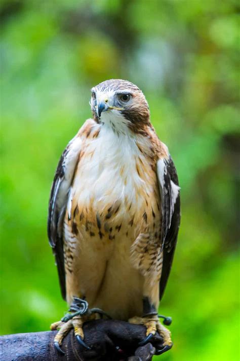 Hawks In Montana Find All 10 Big Sky Country Birds Of Prey