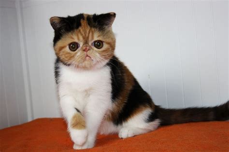 Exotic Shorthair Kittens For Sale Adoption From Warsaw