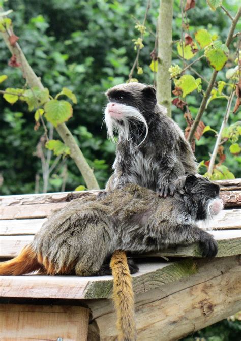 Free Images Wildlife Zoo Mammal Fauna Primate Chimpanzee