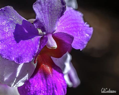 Purple Dendrobium Orchid Photograph By Edelberto Cabrera Pixels
