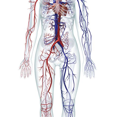 The organs, muscles, and other contents of the torso are supplied by nerves, which mainly originate as nerve roots from the thoracic and lumbar. Learn About the Organ Systems in the Human Body