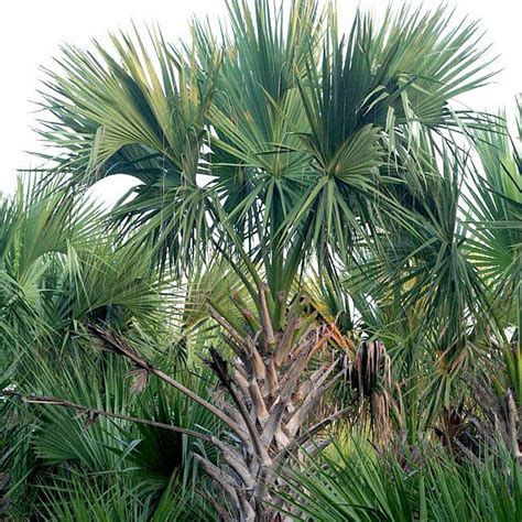 Top 20 Palm Trees That Can Survive Freezing Weather And Snow Cold