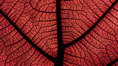 Leaf Macro Veins Plant Red 4k Hd Wallpapers Hd Wallpapers Id 32193