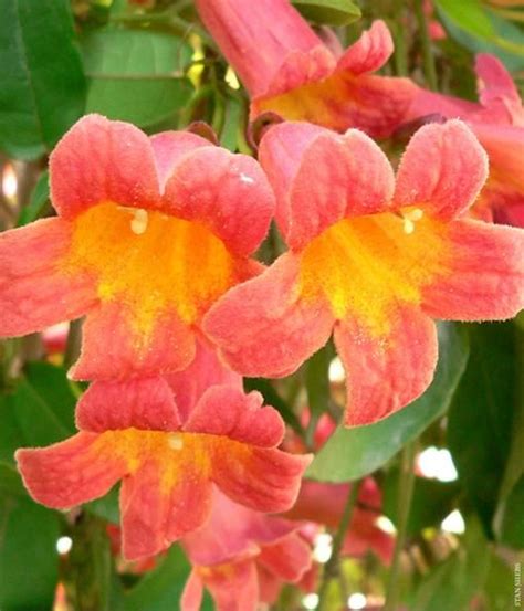 Let the mixture cool, then pour it into a hummingbird feeder. a favorite of hummingbirds/Bignonia capreolata or any vine ...