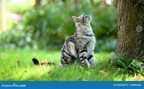 British Shorthair Silver Tabby Kitten Walking In Back Yard On Bright