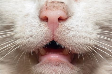 There are carcinogens in the air and environment which land on your cat's coat and enter the mouth upon grooming. Mouth Cancer In Cats: Causes, Symptoms & Treatment - We're ...