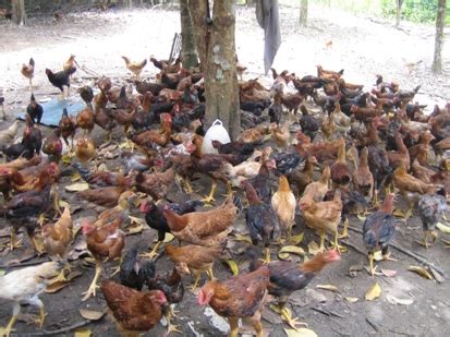 .pedaging doc ayam pedaging ciri ayam pedaging ternakan ayam pedaging ternak ayam pedaging teknik budidaya ayam pedaging foto bakul ayam pedaging ayam induk pedaging. Beternak Ayam Kampung Pedaging | Dunia Pertanian Kuala Kapuas