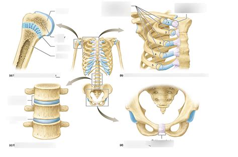 Figure 82 Two Types Of Cartilaginous Joints Diagram Quizlet