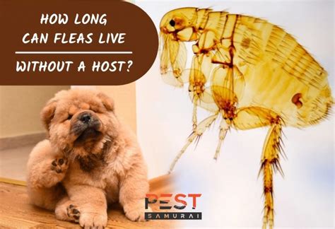 How Long Can Fleas Live Without A Host Information And Facts Pest Samurai