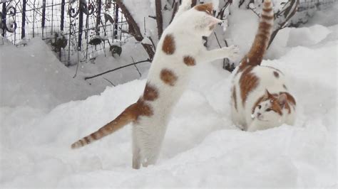 Cats Gone Crazy In 15 Inches Of Snow 40 Cm Youtube