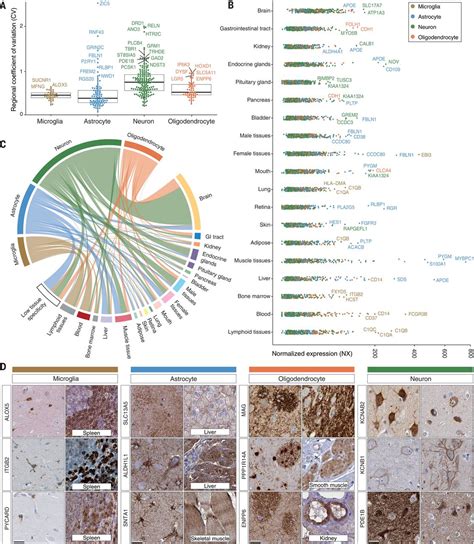 Proteine Atlas Rat Proteine Atlas Rat Anti Acadl Antibody Hpa011990 The Atlas Data Sources Are Available As The Dti Rat Atlas Project On Nitrc Edwardaritonang