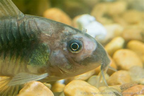 Tropical fish tanks | fish aquarium review site helping beginner fish hobbyists choose the best aquariums • tropical, marine & custom made fish tanks selecting a fish tank for your home decorating you want to find a functional and energy saving aquarium in a pleasing form. Need identification and diagnose help (fungus, bacteria ...