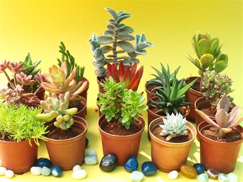Maybe you would like to learn more about one of these? Fix of Green Delivered to the Doorstep: Potted Plant Gift ...