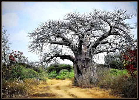 limpopo south africa weird trees boabab tree african tree