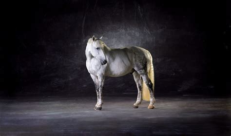Equine Photography By Lindsay Robertson Horse Portraiture