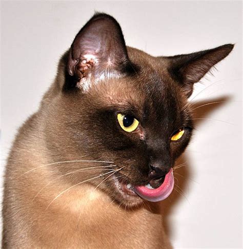 Cherry Eye Burmese Cats Cat Meme Stock Pictures And Photos