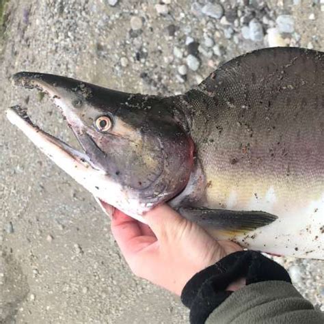 List of freshwater fishes for norway number of freshwater fish species: Pukkellaks - Nibio