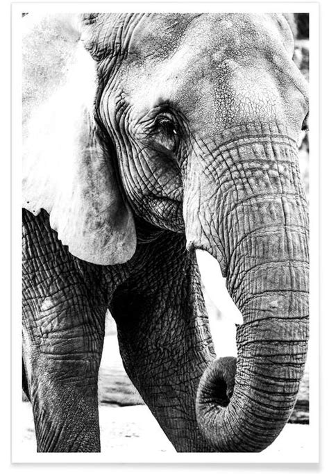 Elephant Trunk Poster Juniqe
