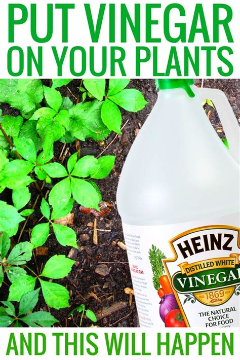 Household white vinegar, at its 5 percent acetic acid level, does indeed burn the tops of the weed. Put Vinegar on Your Plants and This Will Happen | Vinegar ...