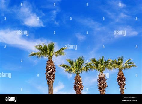 Beautiful Palm Trees And Clouds In Summer Stock Photo Alamy