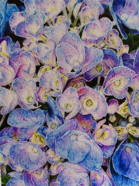 Blue Hydrangea Art Print Botanical Drawing By Equus2studios 10 00
