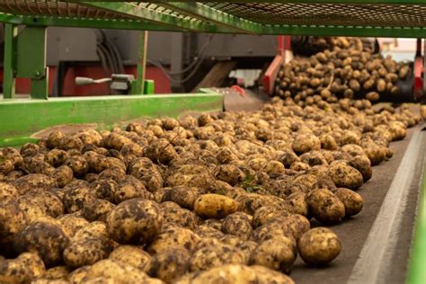 Latest Provincial Harvest Updates Available Potatoes In