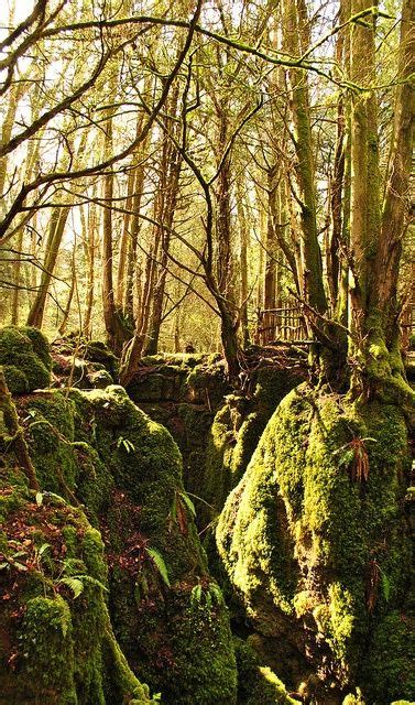 Puzzlewood Forest Of Dean Beautiful Nature Landscape