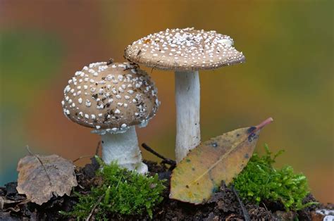 Fungus Decomposers Symbiosis Ecosystems Britannica