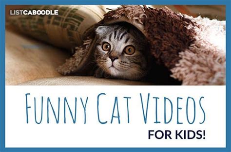 Kids can learn colors, shapes, phonics and numbers in a funny way with the 3d animation educational videos with cars, balloons, toys and surprise eggs. 10 Funny Cat Videos For Kids | Hilarious and Adorable ...