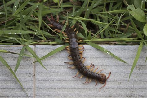House Centipede Infestation
