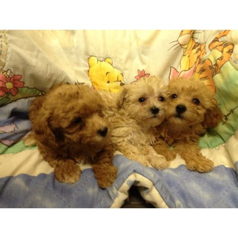 Explore through one of the best free classifieds, visit it right now! Puppies for sale - Toy Poodle, Teacup Poodles, Toy Poodles ...