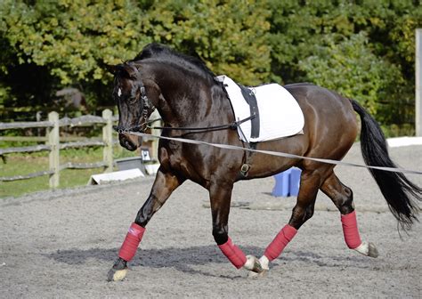 4 Ways To Improve Your Horses Trot On The Lunge Your Horse Magazine