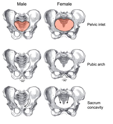 Difference Between Male And Female Pelvis Bone Slidesharedocs