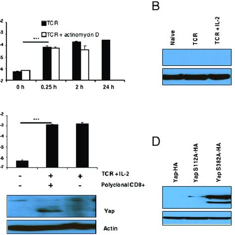 She is a female celebrity. The regulation of Yap expression in OT-I cells. (A) Bar ...