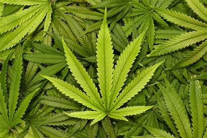 Marijuana Investing Risks Stocks Leaves