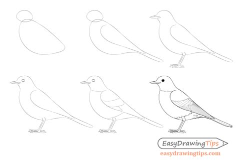 How To Draw A Bird Step By Step Side View Easydrawingtips