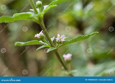 Lippia Alba Fresh Leaves Of Soon Relief Medicinal Plant Stock Photo