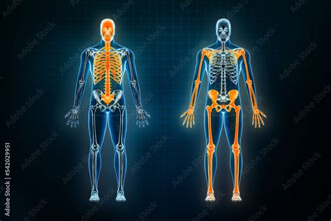 Illustrazione Stock Axial And Appendicular Skeletal System X Ray Front