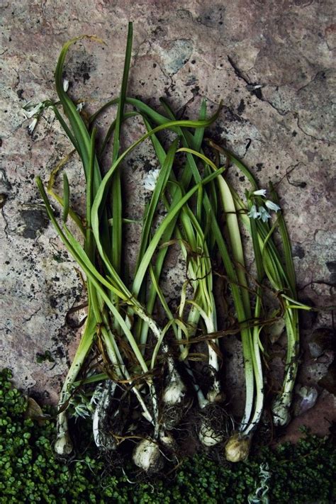 115 Best Images About Go Outside Foraging And Ethnobotany On Pinterest