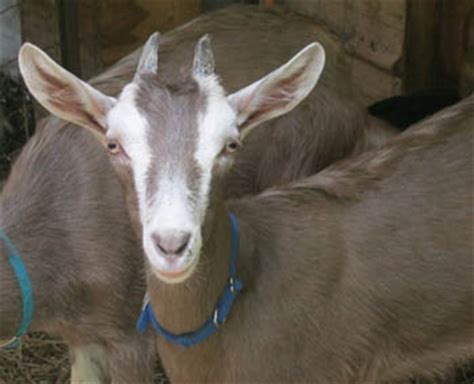 All news from the region toggenburg. Toggenburg Dairy Goats: Does for Sale