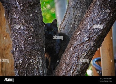 Shy Black Cat Who Likes To Hide Stock Photo Alamy