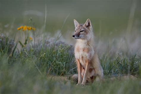 Jhp Blog June 13 2016 Swift Fox Vixen Pawnee National Grassland