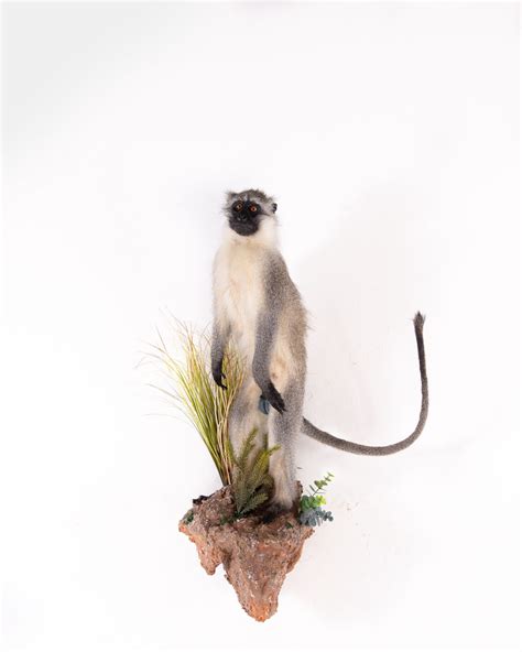 Vervet Monkey Taxidermy Full Mount On Wall Habitat