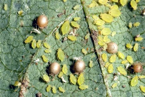 Soybean Aphid Life Cycle Natural Predators Cropwatch University Of