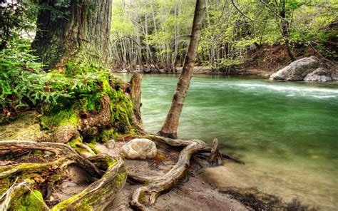 River Coast Tree Roots Green Moss Rocks Forest Trees Nature Landscape