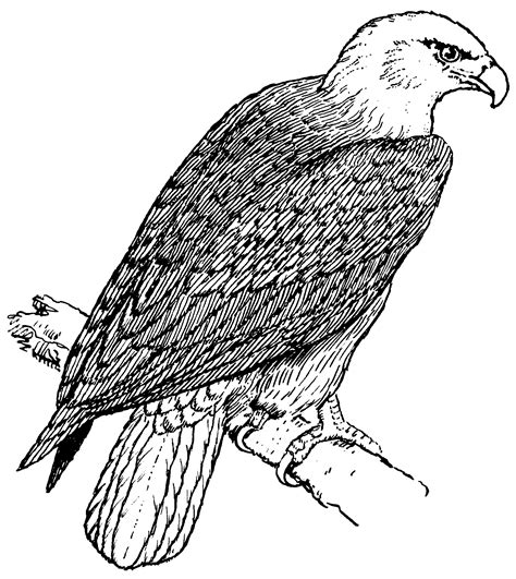 Bald eagle coloring pages are a fun way for kids of all ages to develop creativity, focus, motor skills and color recognition. Free Printable Bald Eagle Coloring Pages For Kids