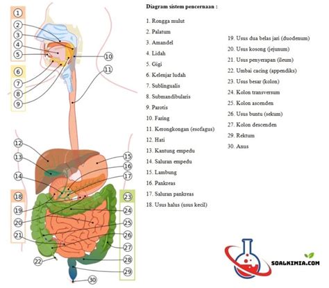 Pengertian Sistem Pencernaan Homecare24