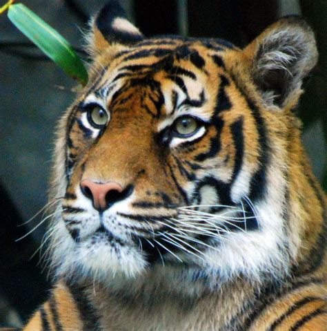 Tiger Face Side View Endangered