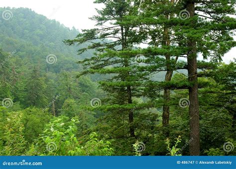 Taiga Stock Image Image Of Needles Hills Trees Sanyal 486747